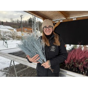 Vianočné čučoriedkové kytičky (Vaccinium corymbosum) - výška 50-70 cm - SVETLOMODRÉ